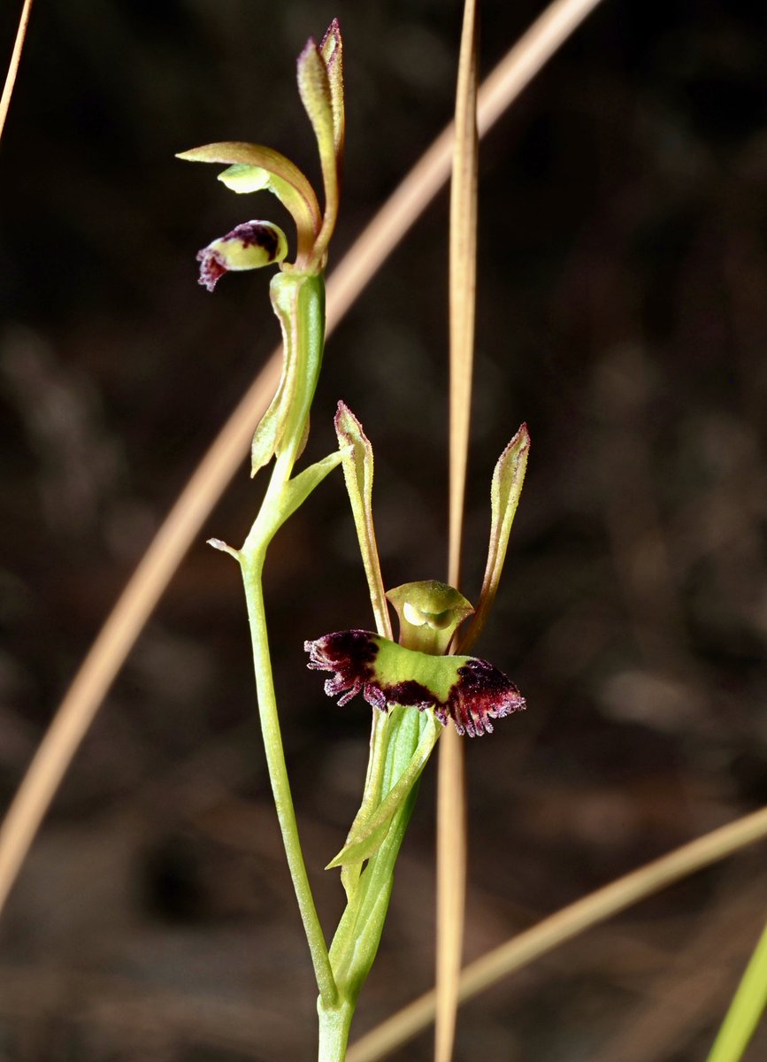 Another autumn flowering #orchid, the Hare Orchid (Leporella fimbriata) is endemic to #WesternAustralia and is pollinated by flying male bull ants (Myrmecia sp.) #orchids #biodiversity #ozflora #ozplants #PerthHills
