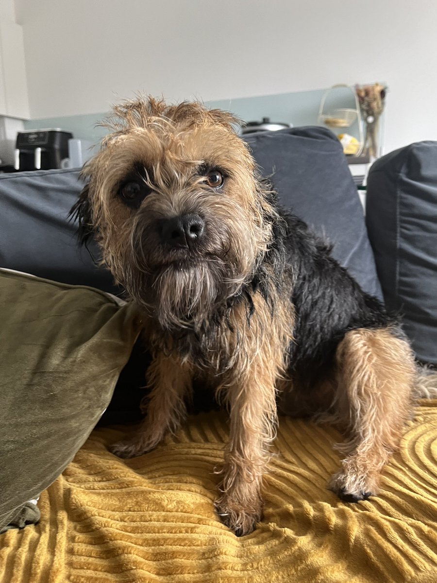 Audrey disappeared on our walk today and returned with a steak. It was cooked too 😂🥩