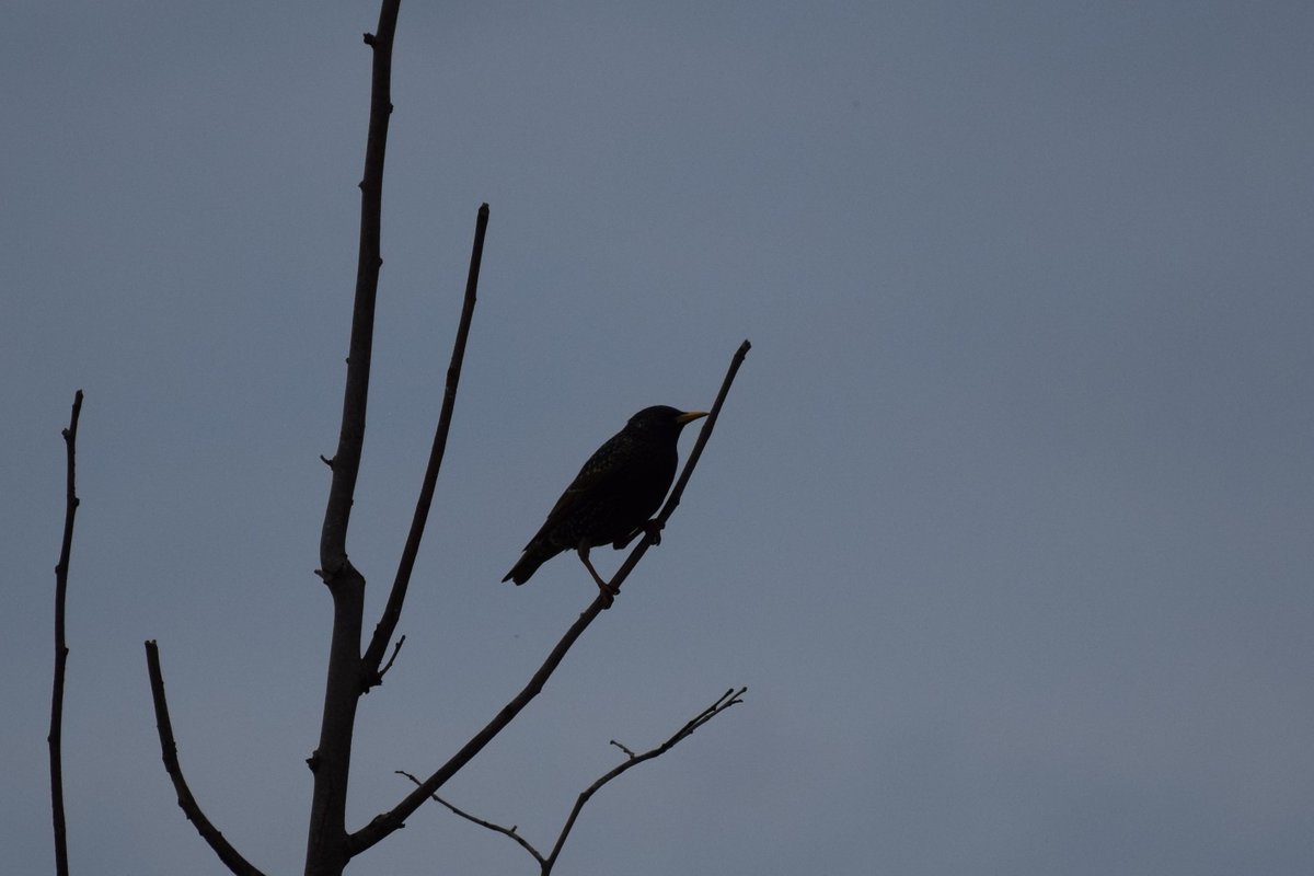MyGarden_Uk's tweet photo. Starling Silhouettes from Kents Moat Park.

@des_farrand @alisonbeach611
#Afternoon #KentsMoatPark #Meadway #Nature #SunnyDays https://t.co/dWKlTV83KL