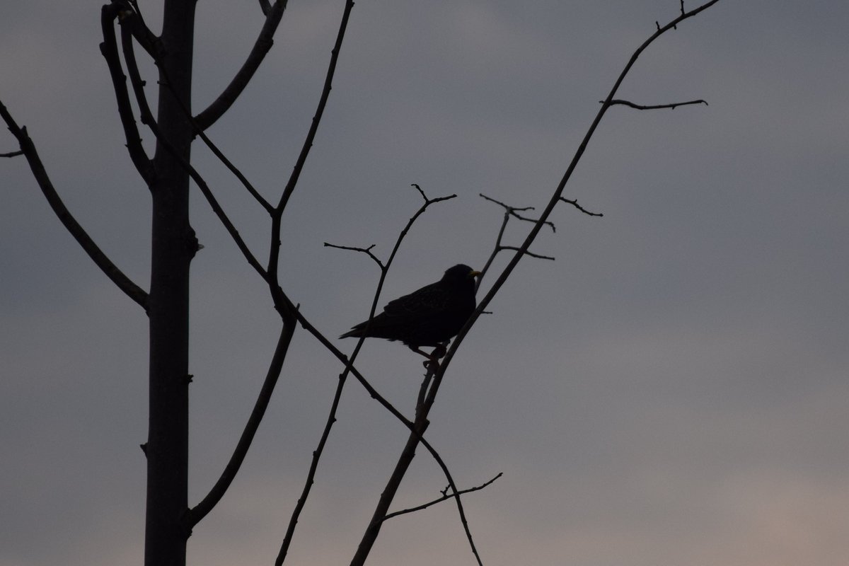MyGarden_Uk's tweet photo. Starling Silhouettes from Kents Moat Park.

@des_farrand @alisonbeach611
#Afternoon #KentsMoatPark #Meadway #Nature #SunnyDays https://t.co/dWKlTV83KL