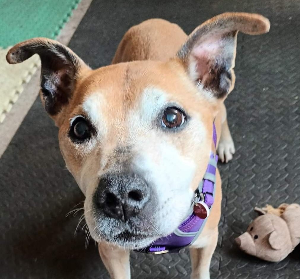 Newbie Alert!!
Please welcome our new girl, Roxy!
She's 14 yrs old & comes to us as her owner has had a change in working hours, resulting in Roxy being home alone, a lot 😔 They made the difficult decision to do what is best for Roxy despite being devastated 💔 Welcome sweetie!