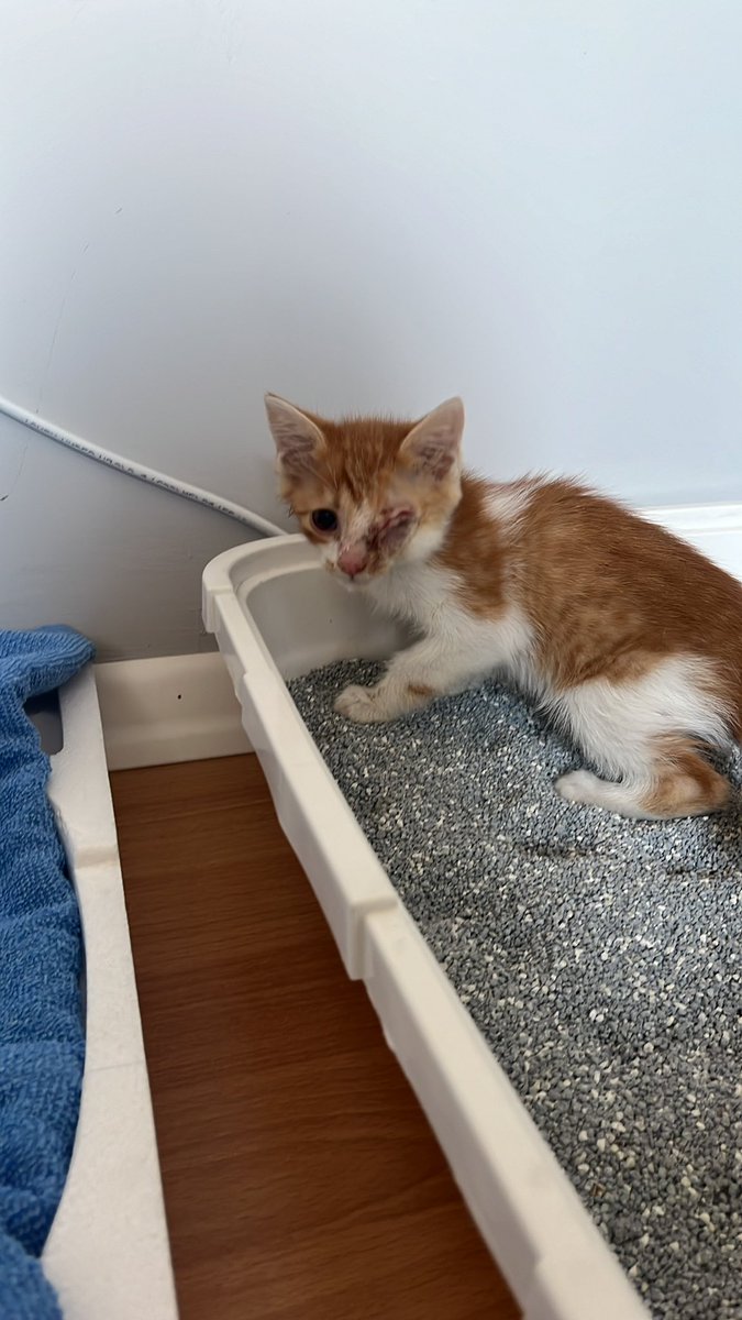 Bi şey diçem efe böyne bir şey gelmiş bağarıp duruyor henüz kençatla yani bemle karşınaşmadı biras iyineşsin tanışcaz meçbur adı korsam