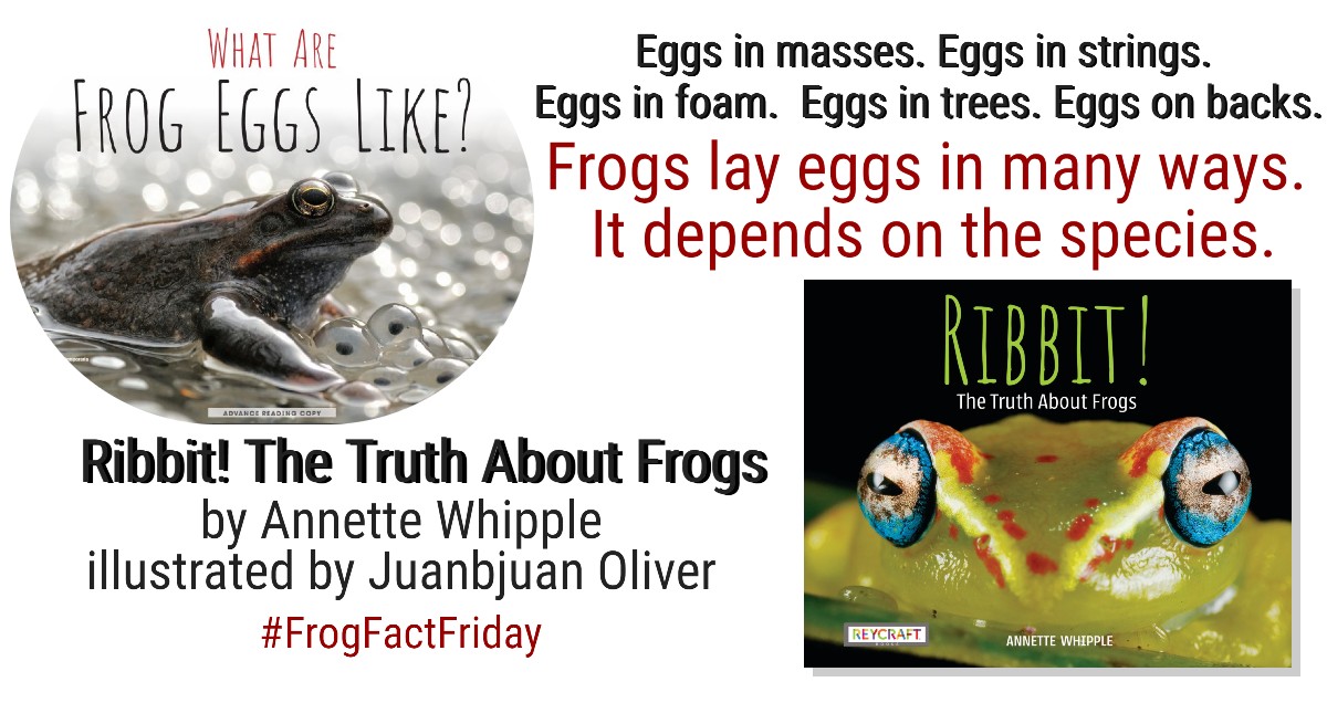 Eggs in masses. Eggs in strings. Eggs in foam. Eggs in trees. Eggs on backs. FROGS!! Learn more with RIBBIT! THE TRUTH ABOUT FROGS. Ask for it at your local bookstore or library. It's also available online. annettewhipple.com/p/books.html @ReycraftBooks #NationalFrogJumpingDay