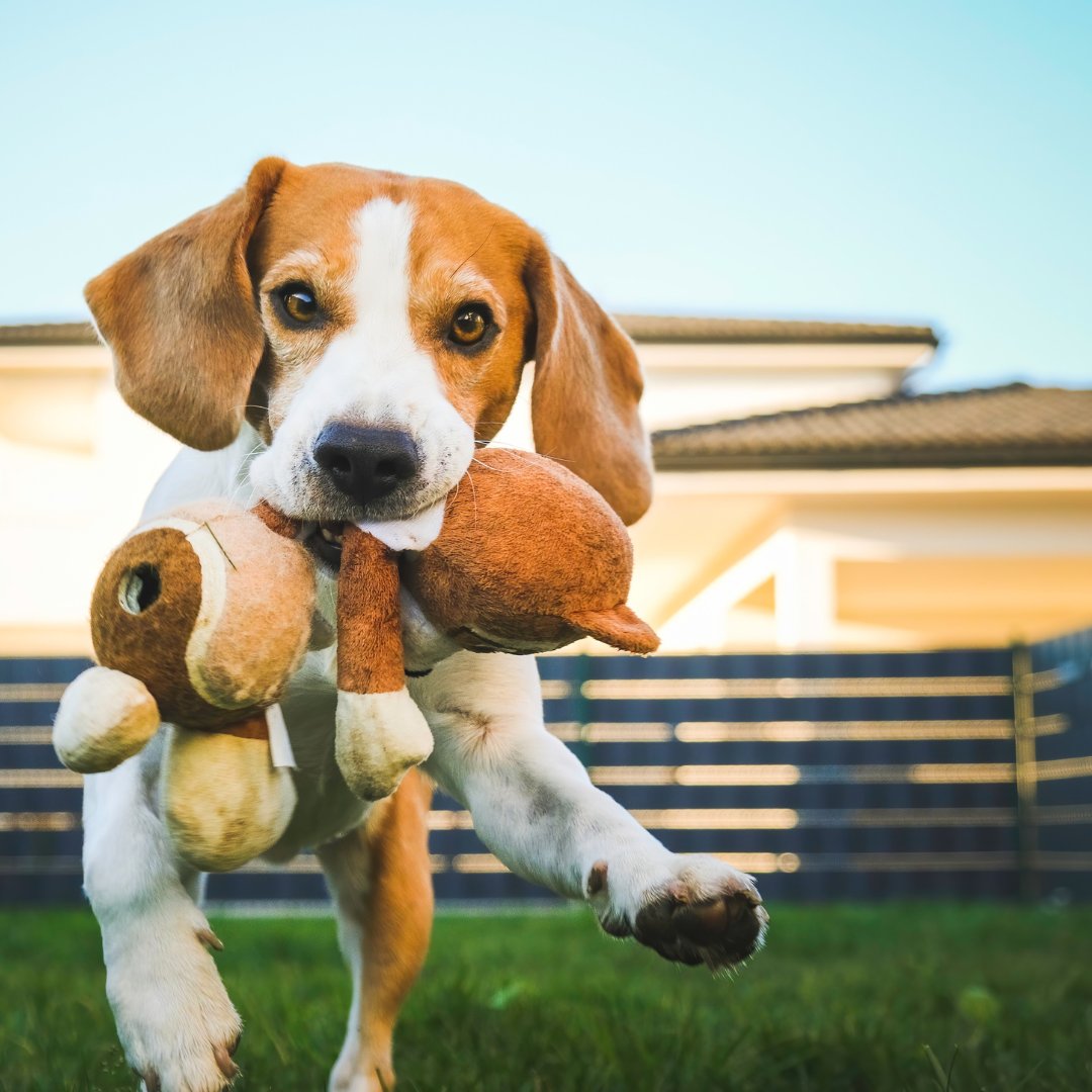 From tasty treats to top-notch toys, spoil your furry friends with the very best from @Absolute_Pets.  
Your one-stop paradise pet shop. 
🐈 ✨ 🐕 

#BedfordCentre
#AClassOfItsOwn
#AbsolutePets
#PetShop