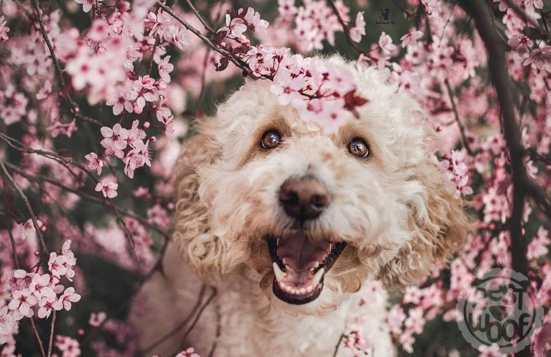 Perrunitos Días! 🙌
Sonríe 😁 
Que tengas una Feliz Semanita y un Maravilloso día! 🙌😎🐱🐶❤

#NoALaViolenciaHaciaAnimales
#Mexico