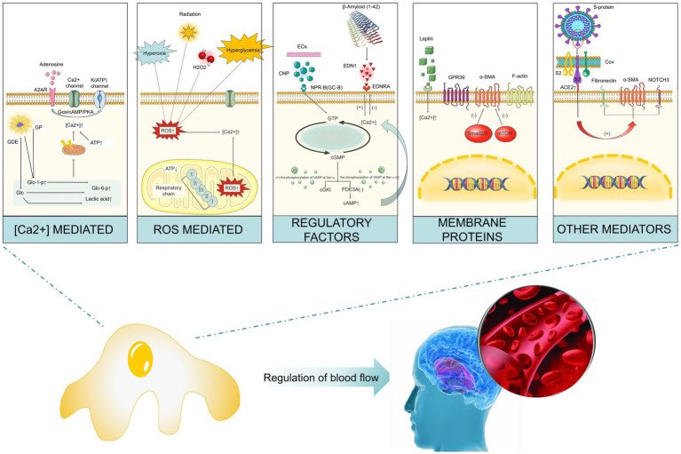 #Neurobiology #Neuroinflammation #Neuroimmunology #Pericytes That’s How #SARSCoV2 🦠 pass through BBB .These Studies have found that ACE2 expression in human brain vascular pericytes increases after they are exposed to the S protein, which is accompanied by enhanced expression of