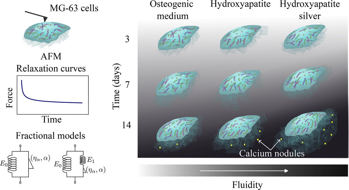 Hot off the press at #BONE 

Unveiling the role of hydroxyapatite and hydroxyapatite/silver composite in osteoblast-like cell mineralization: An exploration through their viscoelastic properties

sciencedirect.com/science/articl…