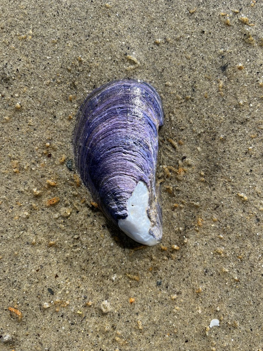 Crazy how nature produces beautiful polished jewels purpose built for their role in a larger ecosystem that serve their role then dissolve back into the earth, wonder what would happen if I believed myself to be part of nature in relationship with all things