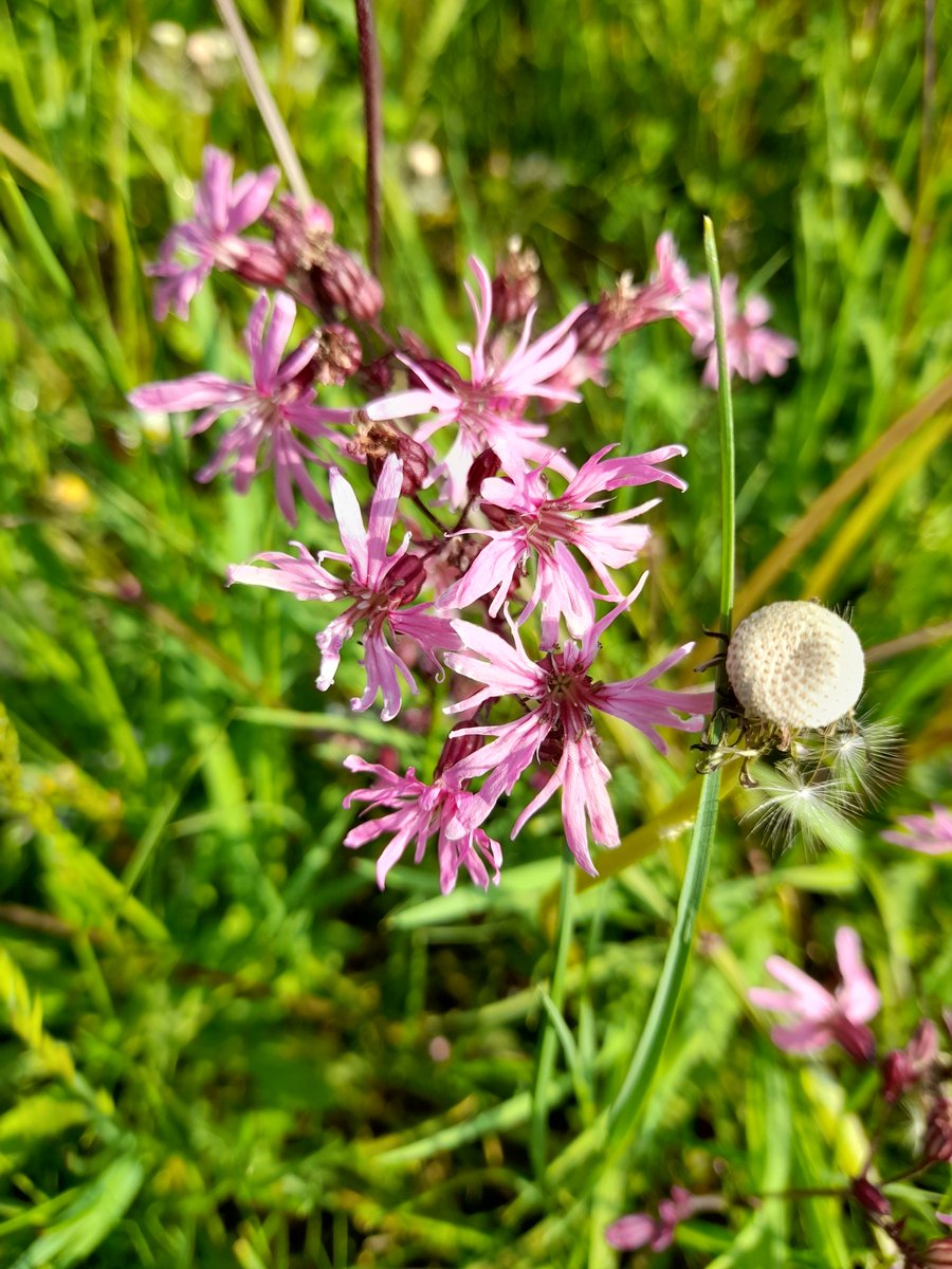 Alderman Kneeshaw Park in Hull welcomed us and #volunteers on a gloriously sunny Monday. We set to removing dock plants which had become very abundant in the #nature area, we created small parcels of open ground to welcome more native wildflower seed.  #JoinInFeelGood