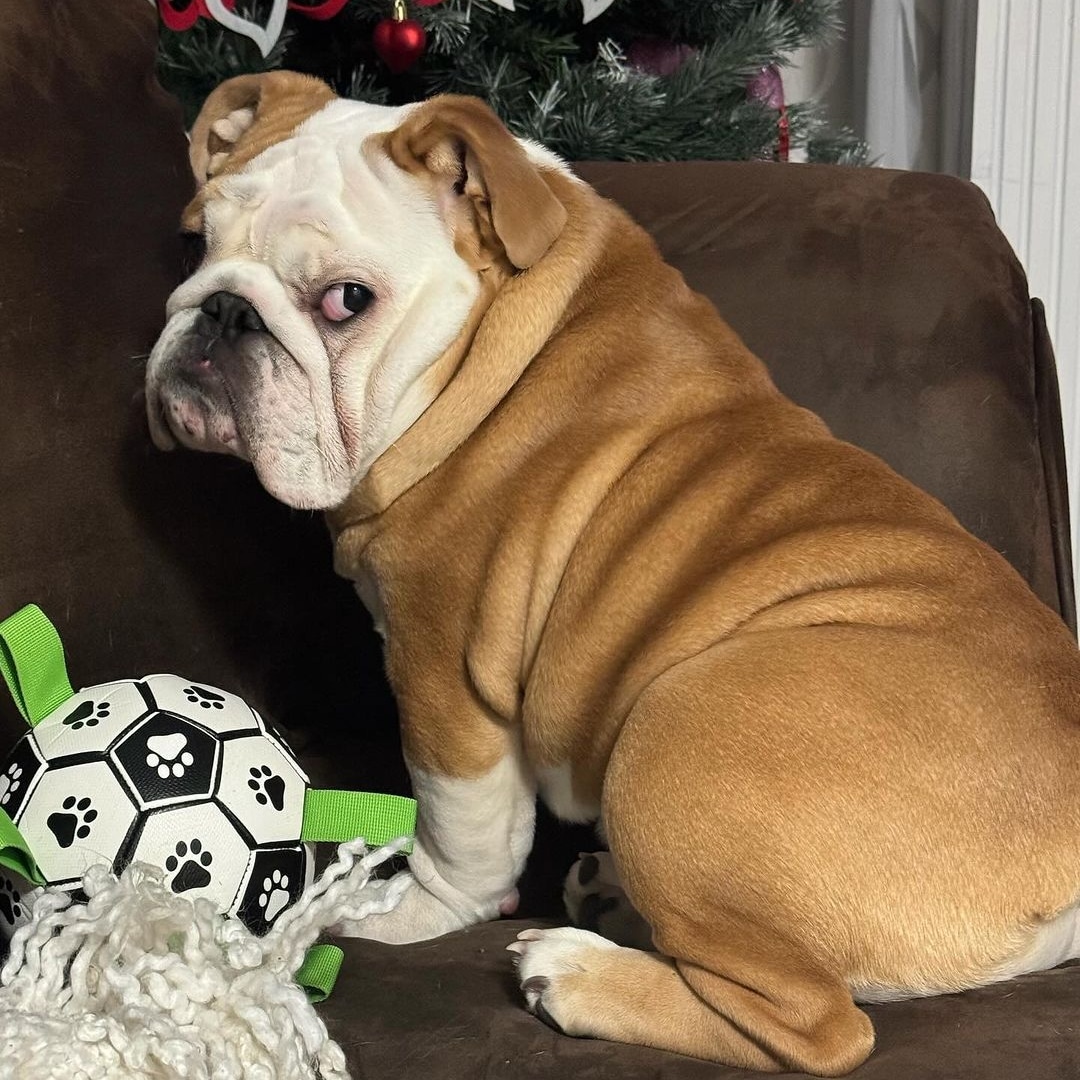 bulldog_club1's tweet photo. Best caption wins.🤪🐶❤️   
.
.

#britishbulldogs #juliusk9 #frenchbulldog #rawfood #frenchiesofinstagram #britishbulldogpuppy #britishbulldog https://t.co/MtmWdcwJZH