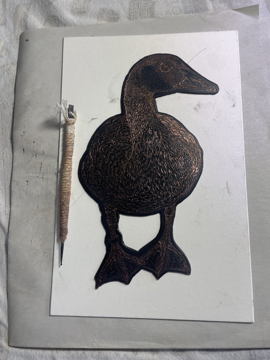 A change from fish… an etching of Omelette, the abandoned Canada gosling we reared last year. He flew away in March but came back for  lunch a couple of weeks later. Glad he’s independent, but we miss him. More goslings this year, but more attentive parents. #geese #etching