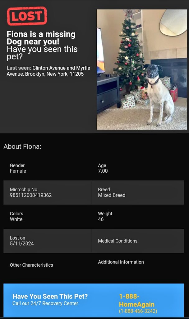 📢🇺🇸🗽⏳🆘️Please RT to find Fiona #NYC #lostdog #Missingdog #Brooklyn #dogsoftwitter #DogsOfX @HAPetRescuer