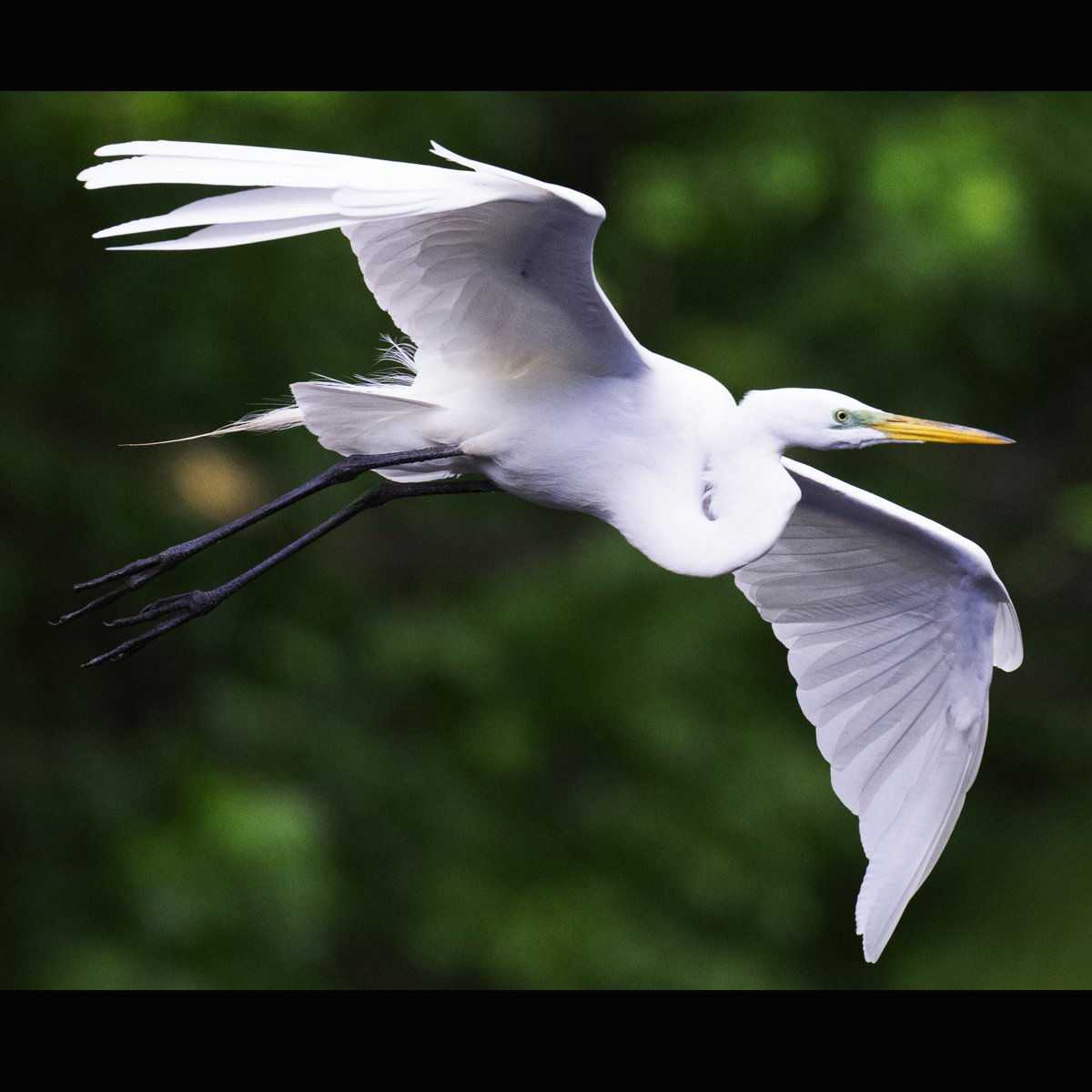 Great Egret, Pool,  Central Park, N.Y.C  #birdcpp #TwitterNatureCommunity #birdsofinstagram #britishnatureguide #naturephotography #birdphotography #twitterphotography #wildbirdphotography #nikonphotography #NatureBeauty #nycaudubon 5.12.24