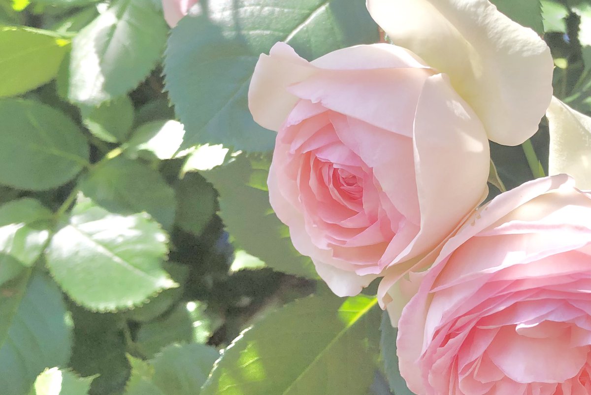 かわいくてゴージャスな、ピエール・ド・ロンサール。
#バラ #花 #パステルカラー #自然 #写真 
#rose #flowers #colors #nature #photography