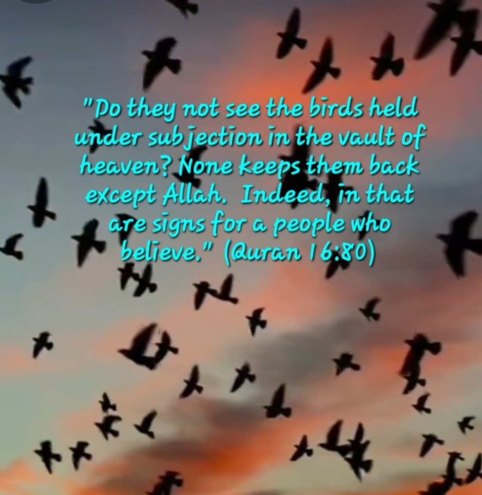The verse contains a reference to the punishment that was soon to overtake the disbelievers. The keeping back of the birds signifies the withholding of the punishment that was in store for them. #Koranenlär #Islam #voicesforpeace #Ahmadiyya #TheExistenceProject #Gudsexistens #SVT