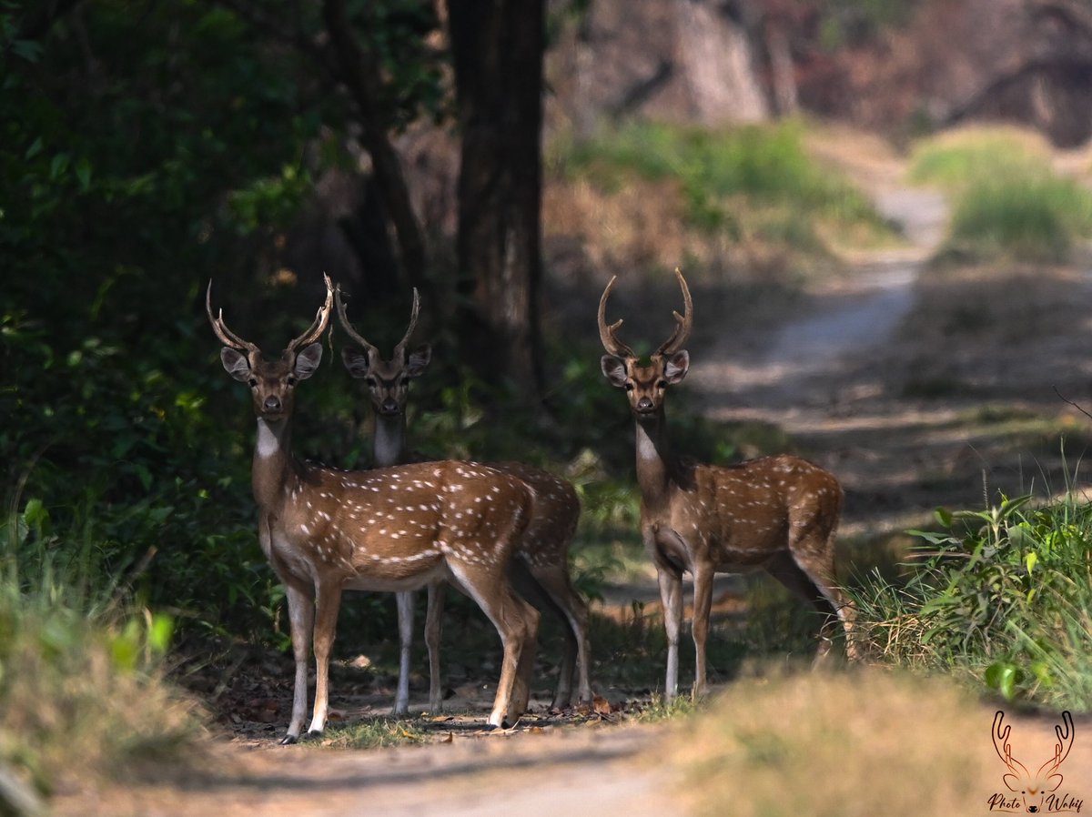 Spotted Deer
.
.
.
.
.

#NaturePhotography
#WildlifeWednesday
#nepal 
#NatureLovers
#WildlifeAddicts
#WildlifePerfection
#WildlifeInFocus
#NatureBrilliance
#WildlifePlanet
#ExploreNature
#WildlifeWonder