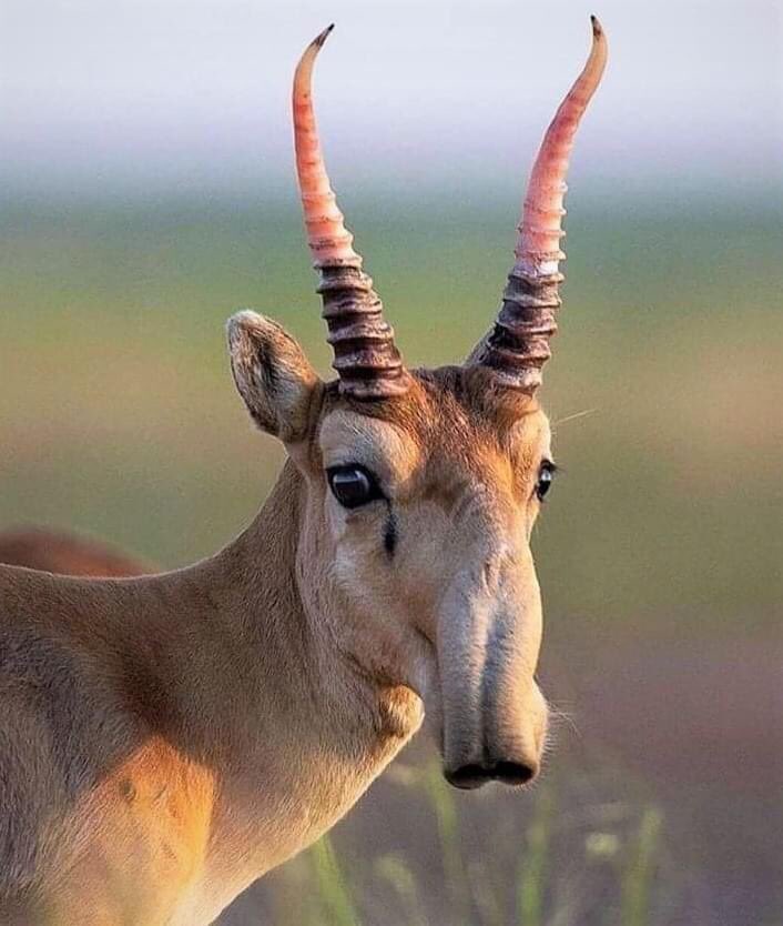 L'Antilope de Saiga est l'un des mammifères vivants les plus anciens du monde, ayant partagé la Terre avec des tigres à dents de sabre et des mammouths laineux, il y a 250 000 ans. La maladie, le changement climatique et le braconnage pour la corne de i, qui est prisé par la