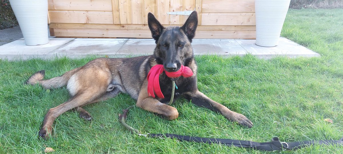 Alfie is 3yrs old and he is a very bright boy with a high drive that loves to learn, Alfie is looking for a child and pet free home that can guide him and release that potential 
#dogs #GermanShepherd #Cornwall 
gsrelite.co.uk/alfie-8/