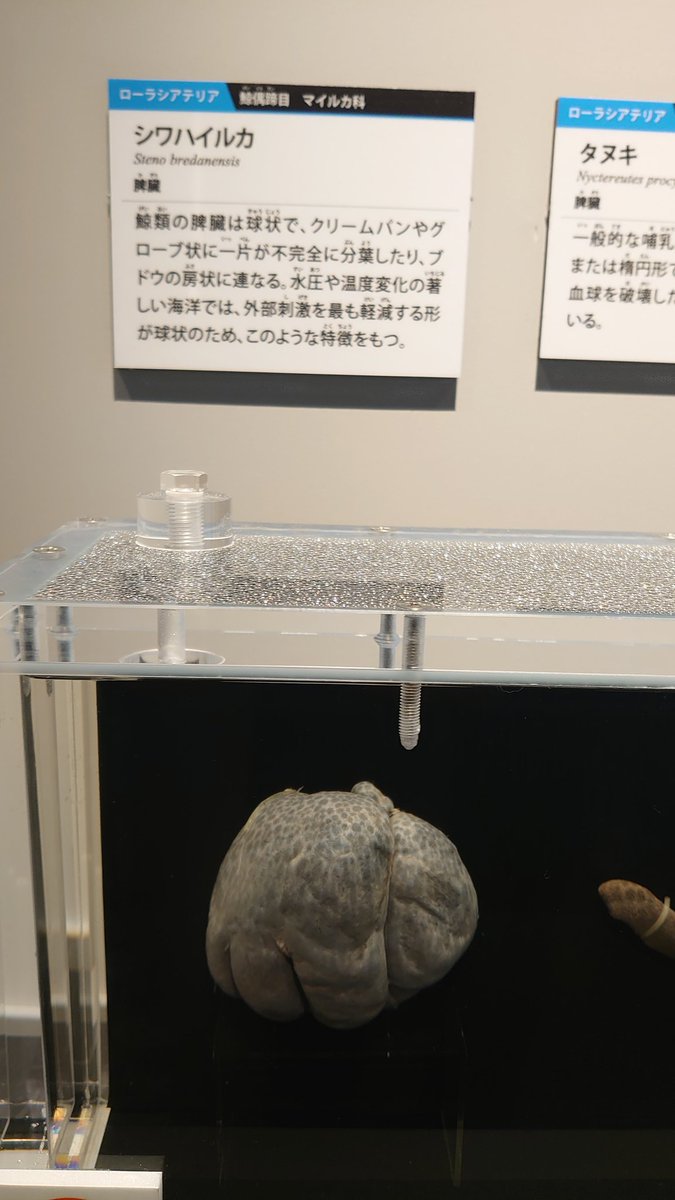 【大哺乳類展3（上野国立科学博物館）】
1も2も行けなくてやっと東京まで行けて見れた大哺乳類展3。
国立科学博物館自体初めてで常設展でも大満足の中、この進化と系統で分類された展示に大興奮でした！
あんなに小さくて可愛いケープハイラックスさんが象の仲間なのとか分類不思議！💦