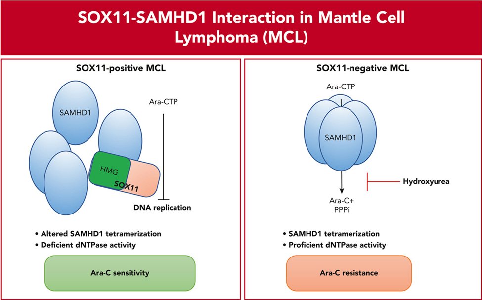A Blood article from an international research team show that SAMHD1 ara-CTPase activity is intrinsically inhibited by SOX11 in #MCL, which could explain the efficacy of ara-C containing regimens in younger and older patients with MCL. tinyurl.com/SOX11MCL