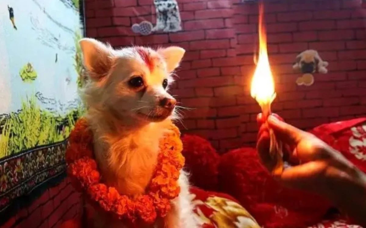 @0smantug @hakikatbilgisi Günümüzde de köpeğe tapanlar var Hindu mitolojisinde de tanrı Shiva’nın bineği Shvan adlı bir köpekti. Hindular, esas tapınmayı Shiva’ya yapar, tören bitmeden önce kısa bir süre de köpek tanrı Shvan’a tazimde bulunurlardı.