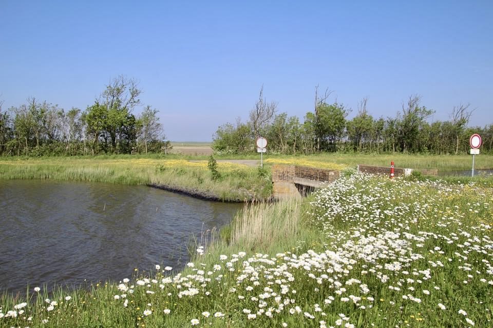 13 mei, bij de molen van het noorden op Texel, op dit moment een overweldigende bloemen pracht van margrieten gewoon genieten daar.