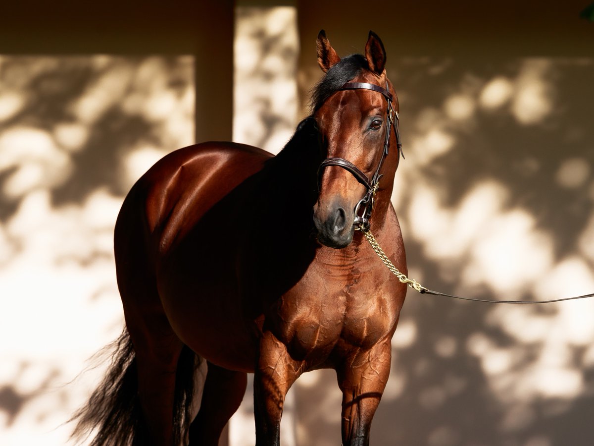 🔥 #Zarak has had a great start to 2024 🔥 ✅ 2⃣ Gr.1 winners ✅ 6⃣ Stakes winners ✅ The leading sire in France ✅ The leading European sire by % Stakes wnrs/rnrs From his first 3 crops Zarak has produced 3 Gr.1 winners, 5 more Gr.1 performers & 11% Stakes winners to runners.