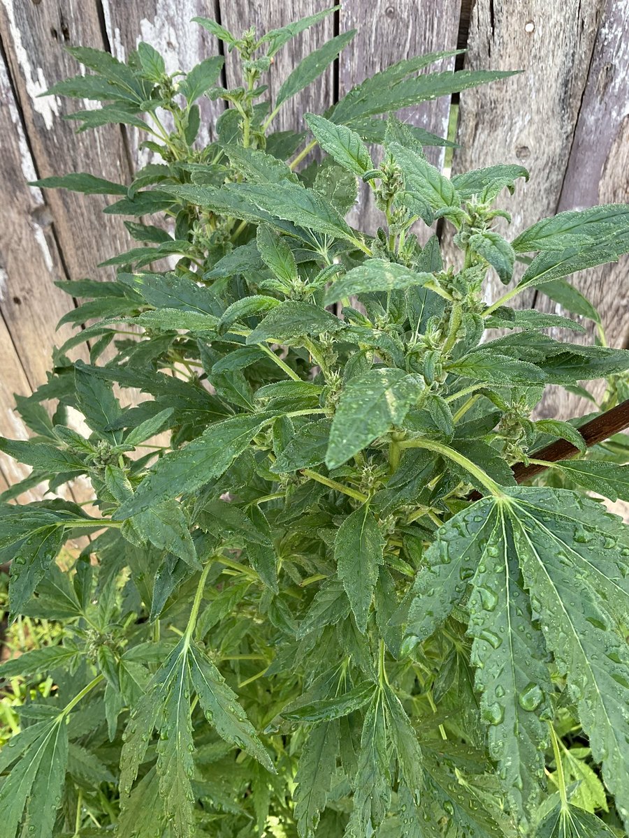 reefermadnesss_'s tweet photo. Let’s goooo 🙌 The #reveg season has begun! #KonaCookie #PNCSeeds, #konaacapulcogold x #tropicanacookies #sativa #Cannascaping 4th season OD, still don’t have my timing right! The #KillBill x #RiddleMAC went out earlier and is much bigger. https://t.co/ytOzrWfEPD