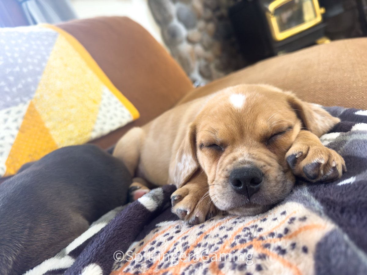 The crew says good morning y’all! lol well sort of… they still sleepy!

#puppy #PuppyLove #puggle #PuppyOfTheDay
