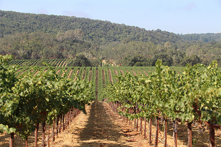 ARS scientists are utilizing pheromone-based tactics like mating disruption as part of a multi-pronged fight against the mealybug. Unchecked, the pests suck sap from the grape plants, weakening them and reducing their fruit yields and quality. loom.ly/WnMNDlM