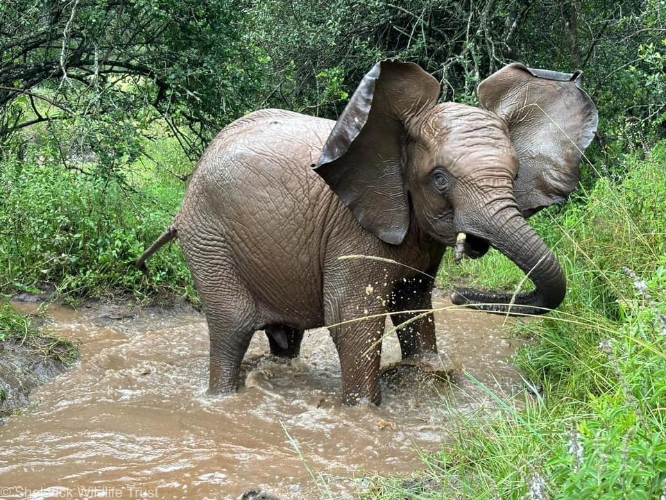 It was an action-packed week for our Nursery herd. Take a look: 1 • Mokogodo & her ever-present nannies, Latika and Sileita 2 • Weka… being Weka (she’s so mischievous!) 3 • Pardamat & Taroha using Mzinga as their personal jungle gym 4 • Choka delighting in a newly…