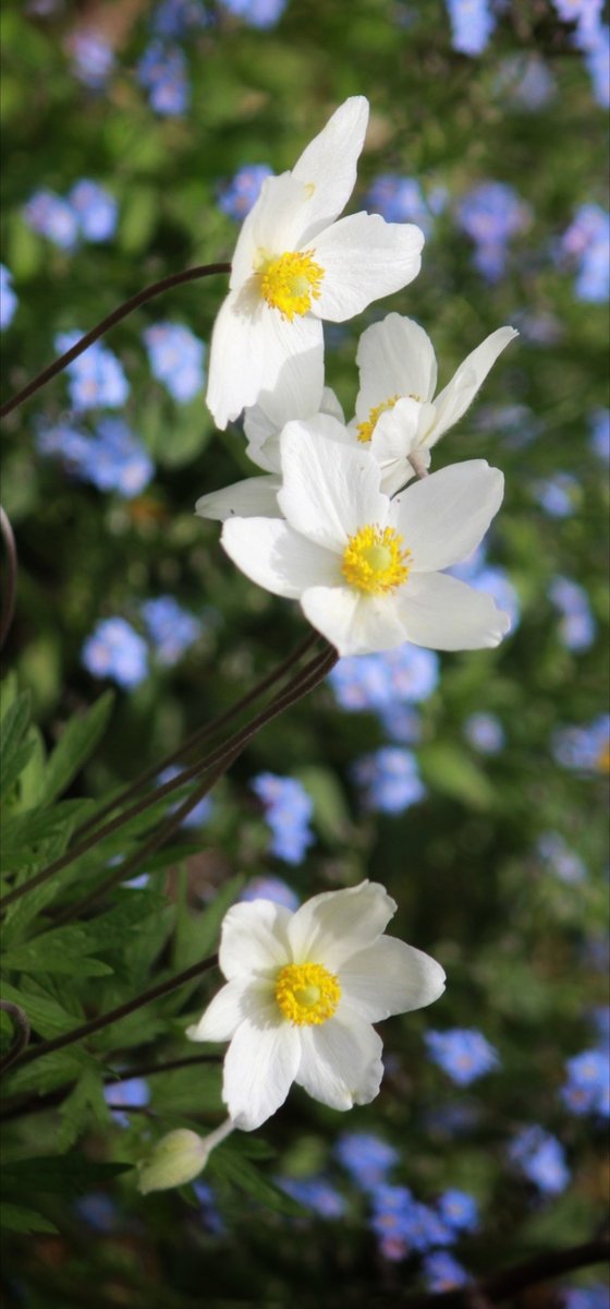 Anemone & Forget-me-not