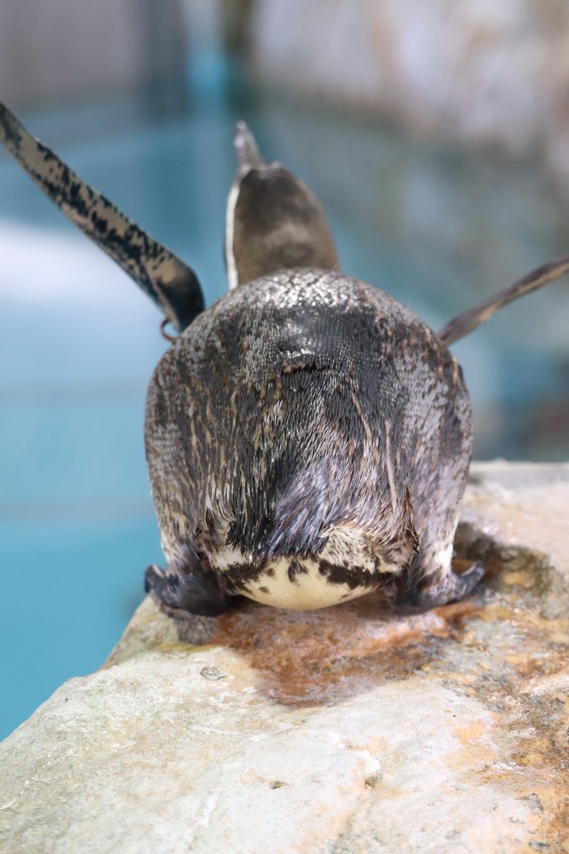 けつようび
#長崎ペンギン水族館
#フンボルトペンギン
