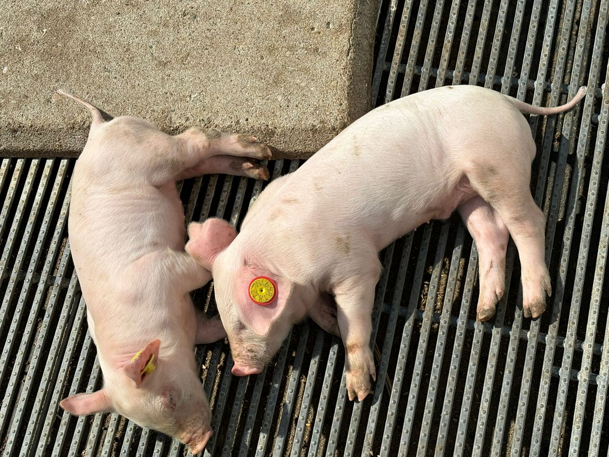 Prachtig werkbezoek aan <a href="/ZonVarken/">𝙕𝙤𝙣𝙫𝙖𝙧𝙠𝙚𝙣</a> in Winterswijk vandaag: hoe doe je dat klimaatneutraal en diervriendelijk varkensboeren met oog voor de buurt, het milieu en de portemonnee van de boer? Heel interessant!