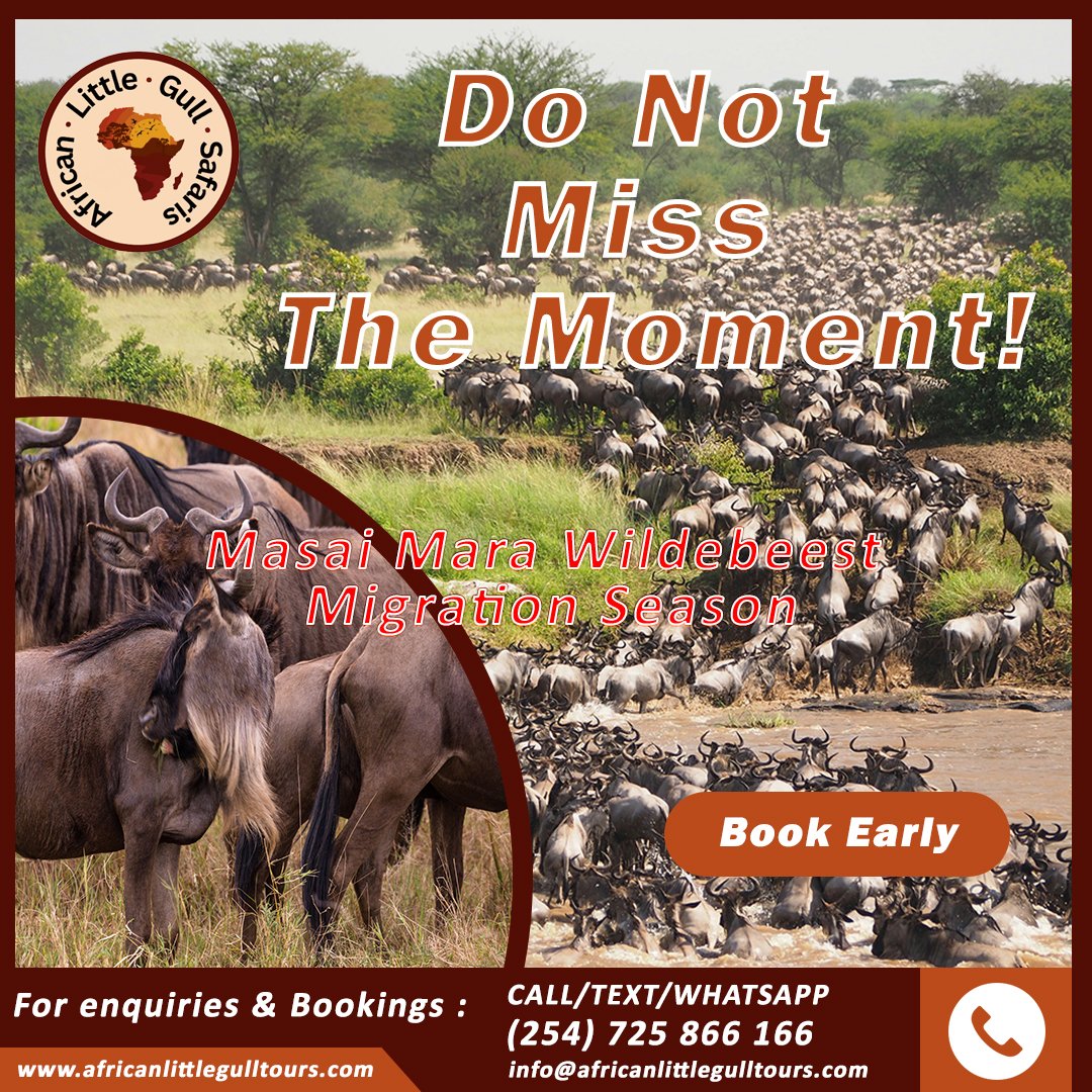 𝑫𝒐 𝒏𝒐𝒕 𝒎𝒊𝒔𝒔 𝒕𝒉𝒆 great migration this year 𝒃𝒐𝒐𝒌 𝒆𝒂𝒓𝒍𝒚!!!.
𝐃𝐌 𝐮𝐬 𝐓𝐞𝐱𝐭/𝐖𝐡𝐚𝐭𝐬𝐚𝐩𝐩 +254 725 886 166
𝐄𝐦𝐚𝐢𝐥 info@africanlittlegulltours.com
𝐖𝐞𝐛𝐬𝐢𝐭𝐞 africanlittlegulltours.com

#wildebeestmigration #MasaiMaraMagic #serengetisafari