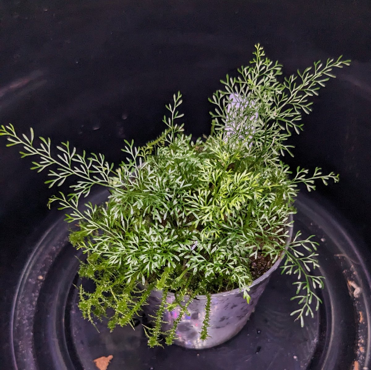 SouEbi_SeaSand's tweet image. 美しい

#線香花火
#Asplenium