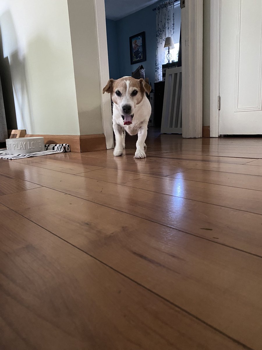 DaisyMaeJack's tweet photo. #MondayMorning #mondayfeeling #streeeeetch ππΎπ https://t.co/pUR7GBDBMB