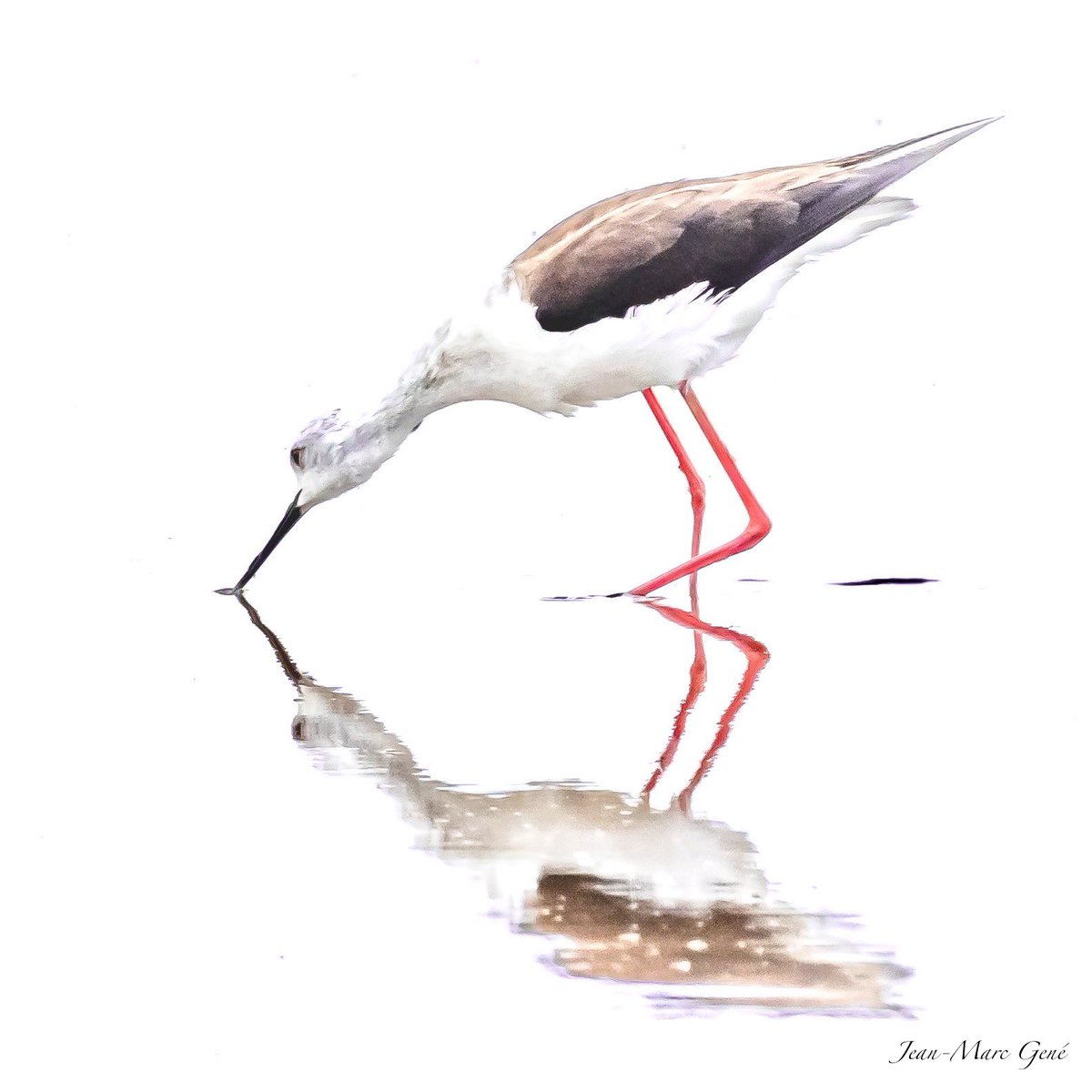 jmg1134's tweet photo. Échasse blanche sur fond blanc. Ca se passe dans l’étang de Bages!
#bages #aude #occitanie #cotedumidi #echasse #oiseaux #birds #animals #wildanimals #wildlifenature #wildlife #wild #lpophotos #lpo #canonfrance #natgeo #natgeowild #photography #photooftheday #photographie #photo https://t.co/MunWjwqZqr
