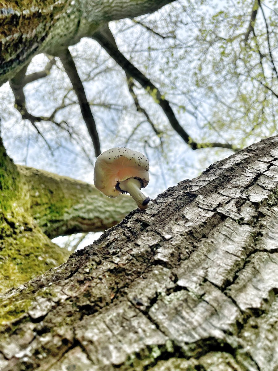 A shroom with a view , about 3 meter up an oak tree 🍄‍🟫🌳 #MushroomMonday