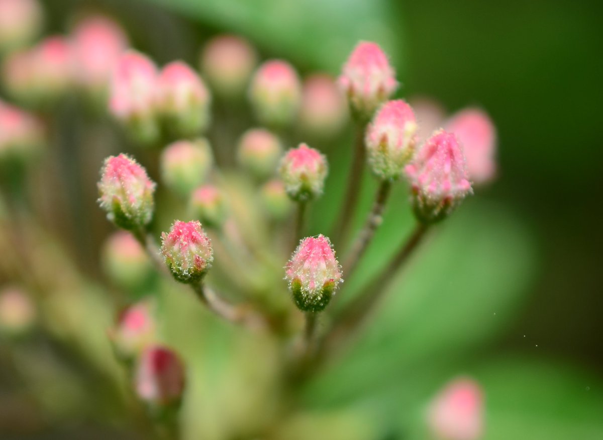 NATIVE BEAUTY: Here are newly captured #macro photos of native mountain laurel shrubs budding in the #NewJersey #Pinelands. I'm excited for these to burst into bloom! 

📷: Paul Leakan, Pinelands Commission Communications Officer 

#flowers #flower #nativeplants #gonative #beauty