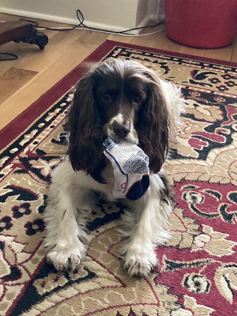 I’m playing a very important game of Sock with daddy 😃🐶❤️    #dogsoftwitter #DogsOnTwitter #spaniels #SpanielHour