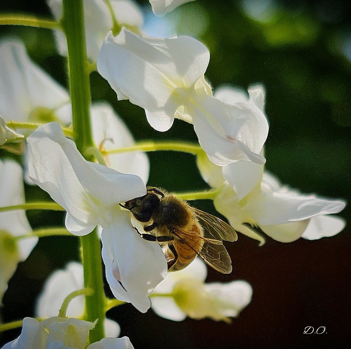 'Aerodynamically, the bumble bee shouldn't be able to fly, but the bumble bee doesn't know it so it goes on flying anyway' ~M.K. Ash
Keep doing what you love & forget what anyone says about it, k? Happy Monday xx
#photography #photographers #NaturePhotograhpy #bees
#MacroMonday