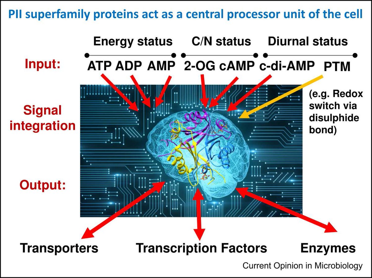 Selim_Khaled_'s tweet image. Happy to share our recent view on #PII-LIKE signaling w/ @Vikram_Alva @BUnifr & @MPI_Bio in
Current Opinion in Microbiology
PII-LIKE proteins are widespread in all life domains including: bacteria, archaea, phages, fungi, plants, metazoa, animals & human
sciencedirect.com/science/articl…