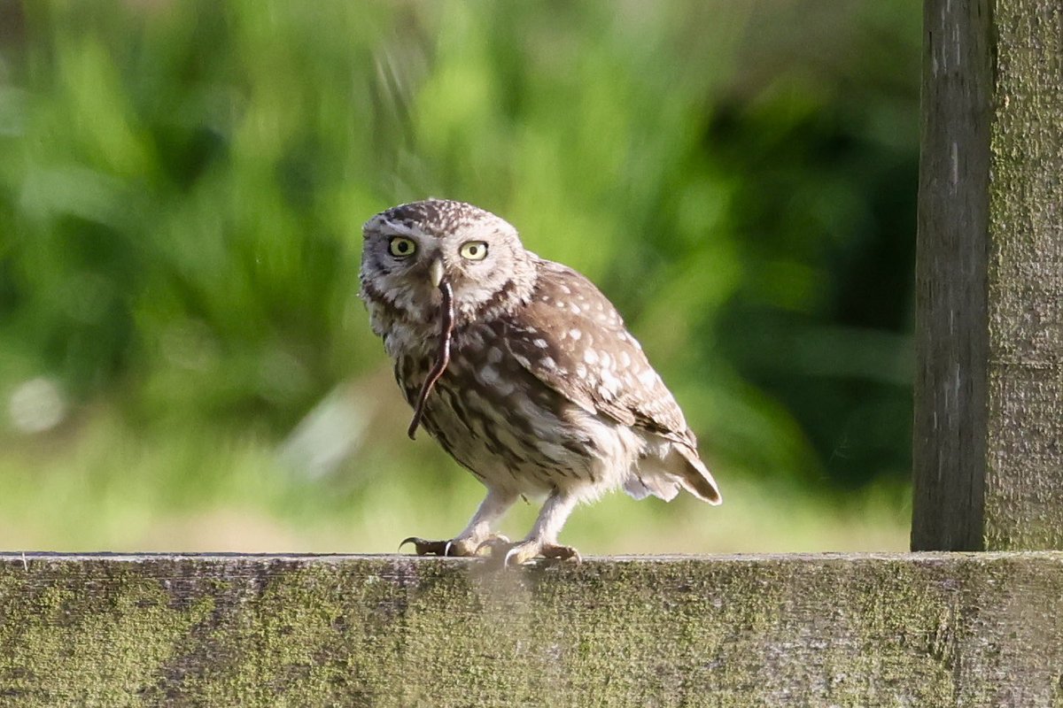 Day 1 of #PictureTheWild - 'Little owl' 🦉