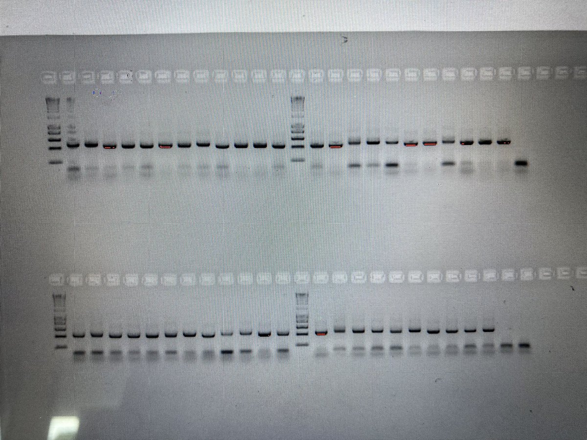 First PCR in 2.5 months because of my lack of vision/depth perception. 👀 Absolute textbook PCR for @CEH_Honey - the PCR gods were kind to me! 😍🙏🏻 #MolecularBiology #LabWork