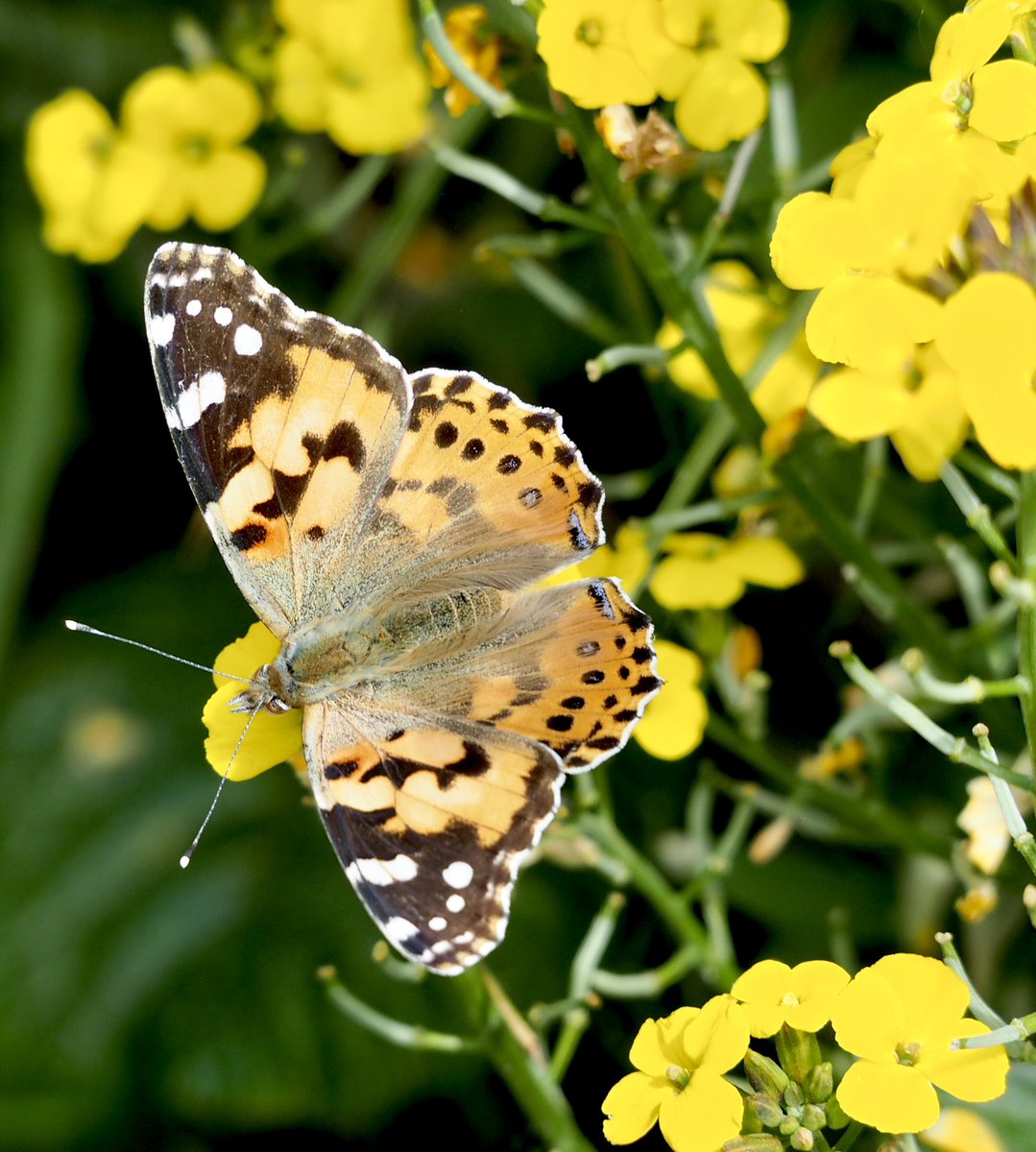 Beautiful Painted Lady today in Bedfordshire @savebutterflies @ukbutterflies