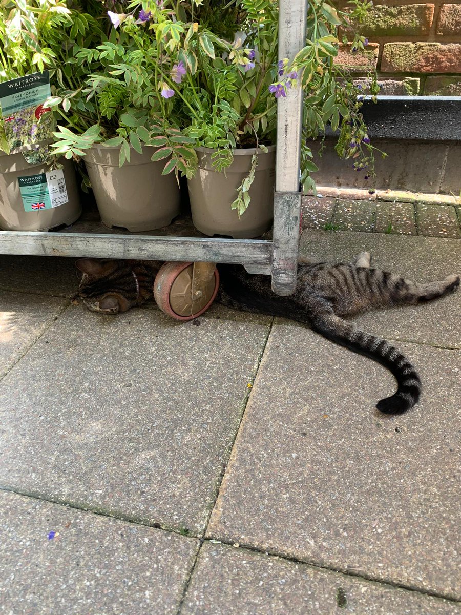 Susie asleep in the shade yesterday