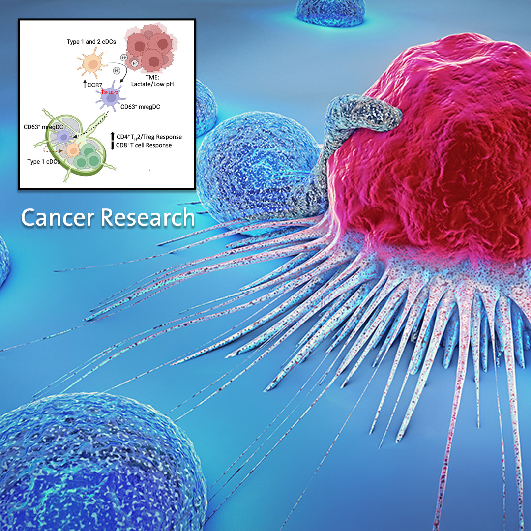 Duke Health researchers discovered a novel mechanism by which tumors evade the immune system causing cancer to progress. The findings of the new study were published in Science Immunology and could help in the development of new immunotherapies. Read more: bit.ly/3UBx4zG