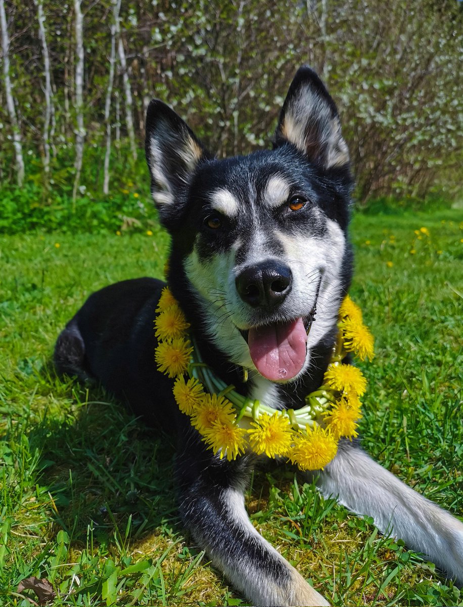 Dandelion wreath 💛 and a happy pup