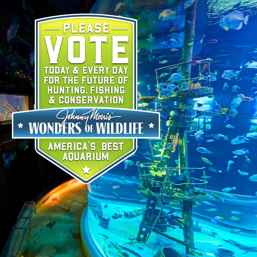 Today is the FINAL DAY to vote for Wonders of Wildlife! If you haven't submitted your vote yet, click the link and help secure a win for conservation: bit.ly/3QlTpji